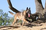 MALINOIS 176